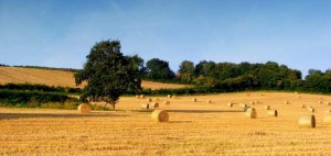 Agricoltura: "Toscana supera obiettivo sui fondi del PSR. Erogati 148 milioni nel 2014"